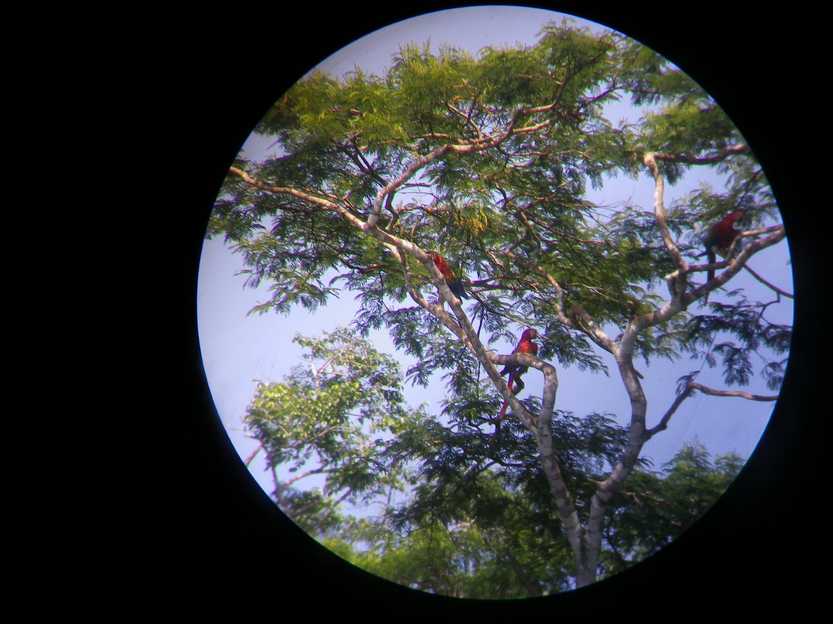 Macaw watching15